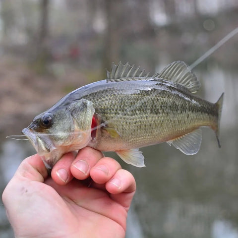 summer fishing