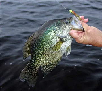 Crappie Fishing: A Beginner's Guide – Plusinno