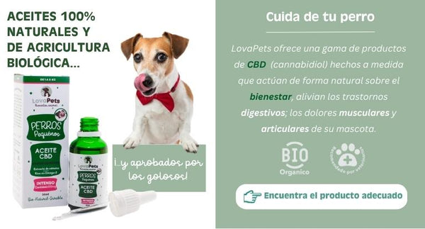 cbd para perros