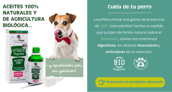 cbd para perros