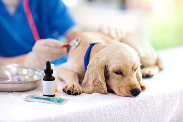 CBD para aliviar las náuseas y los vómitos de los perros