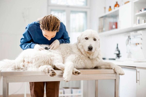 CBD para reducir los problemas cutáneos de los perros