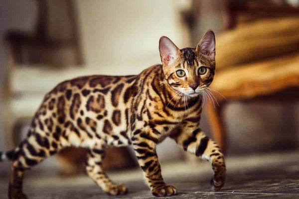 El gato de Bengala, el leopardo