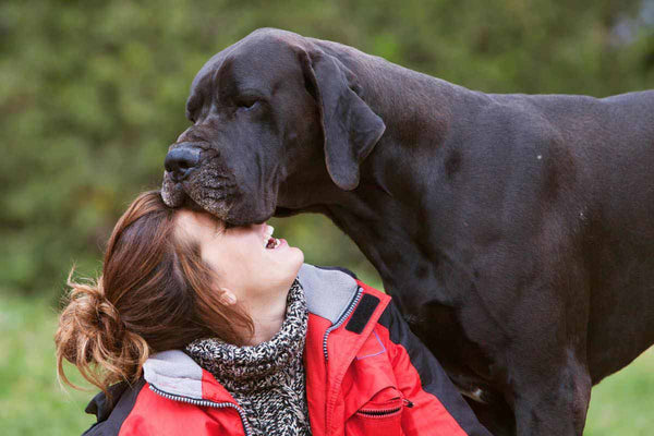 El gran danés, el perro de Apolo