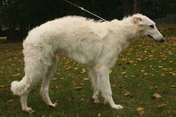 El Borzoi, el perro testarudo