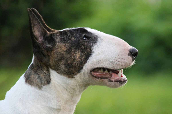 El Bull Terrier, el perro con una cabeza extraña