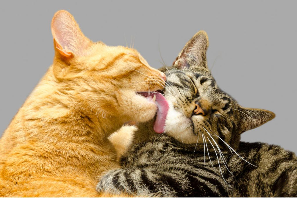 Gatos lamiéndose los labios