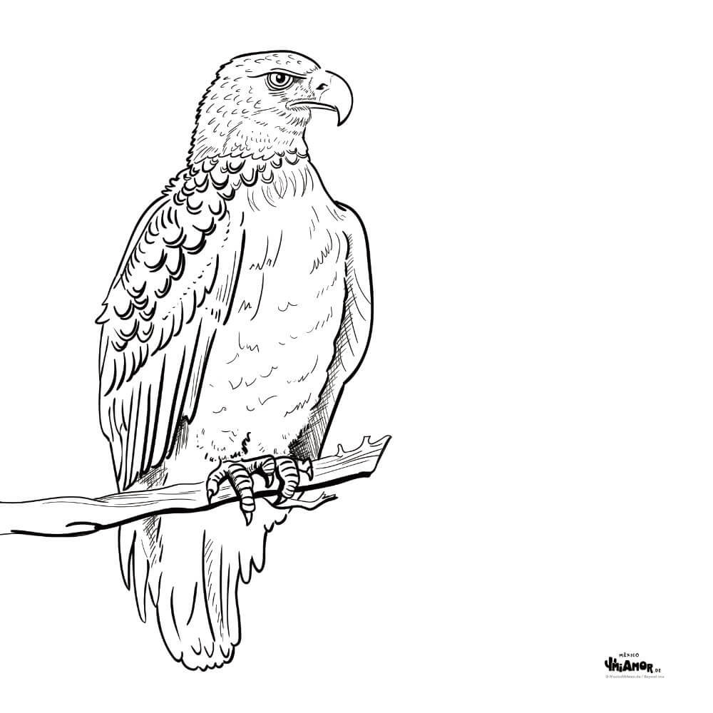 Dibujo para Colorear Águila / Adler / Eagle – MexicoMiAmor