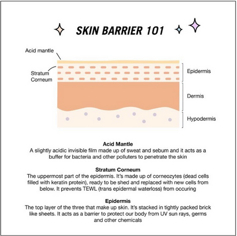 Image of the physiology of skin, showing the skin barrier, stratum corneum and acid mantle