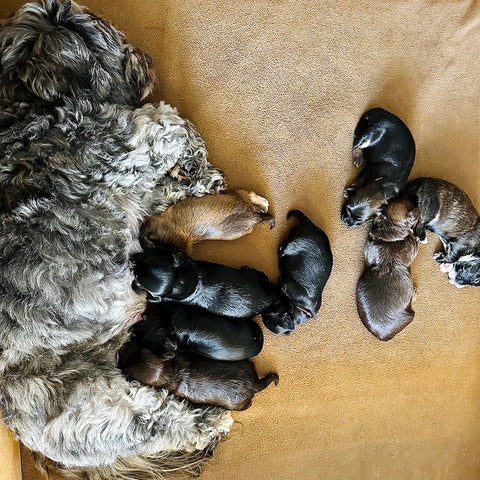 hOND OP SCHOOL | De Ontwikkeling van een Pup 1 - reuk en smaak