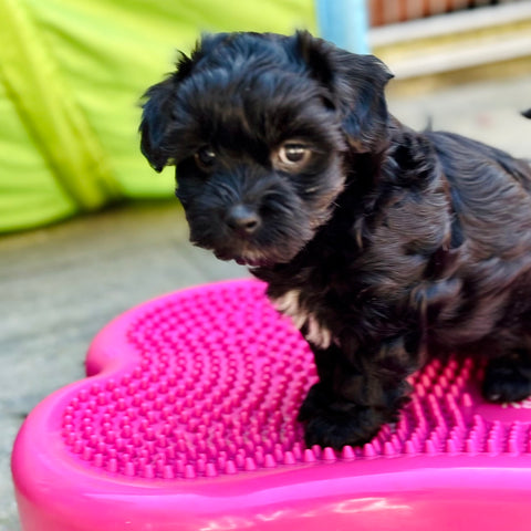 hOND OP SCHOOL | De Ontwikkeling van een Pup 3 - hersenen