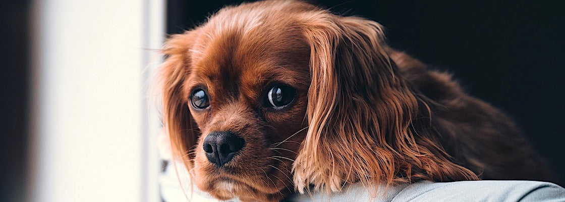 Hond op school - Maatwerk