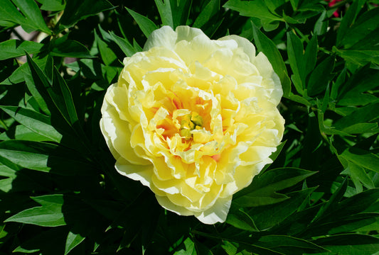 Double Pink Peony (Paeonia 'Double Pink') in Vancouver Victoria Burnaby  Penticton Coquitlam British Columbia BC at GardenWorks