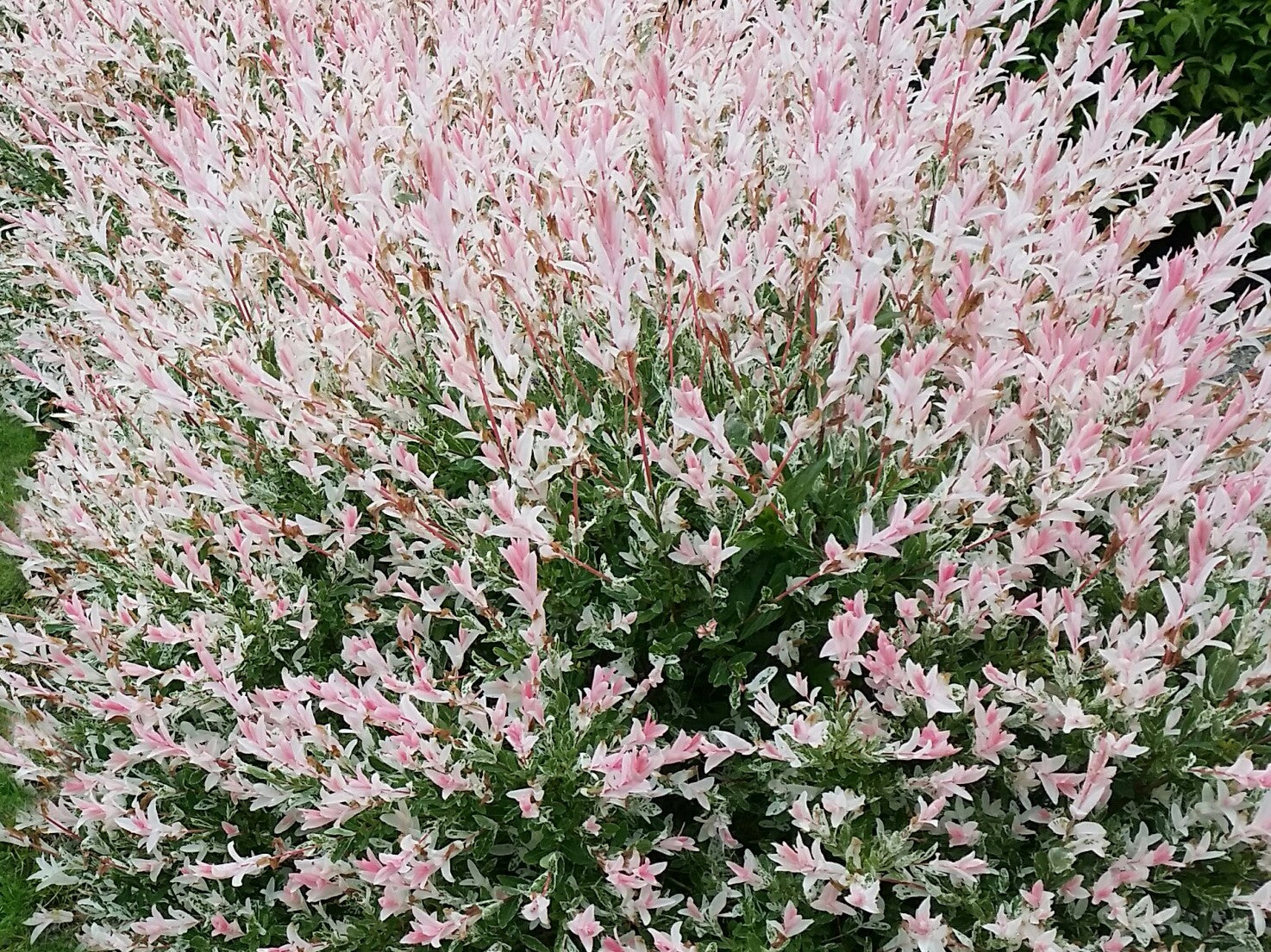 Ива цельнолистная (Salix Integra Hakuro Nishiki)