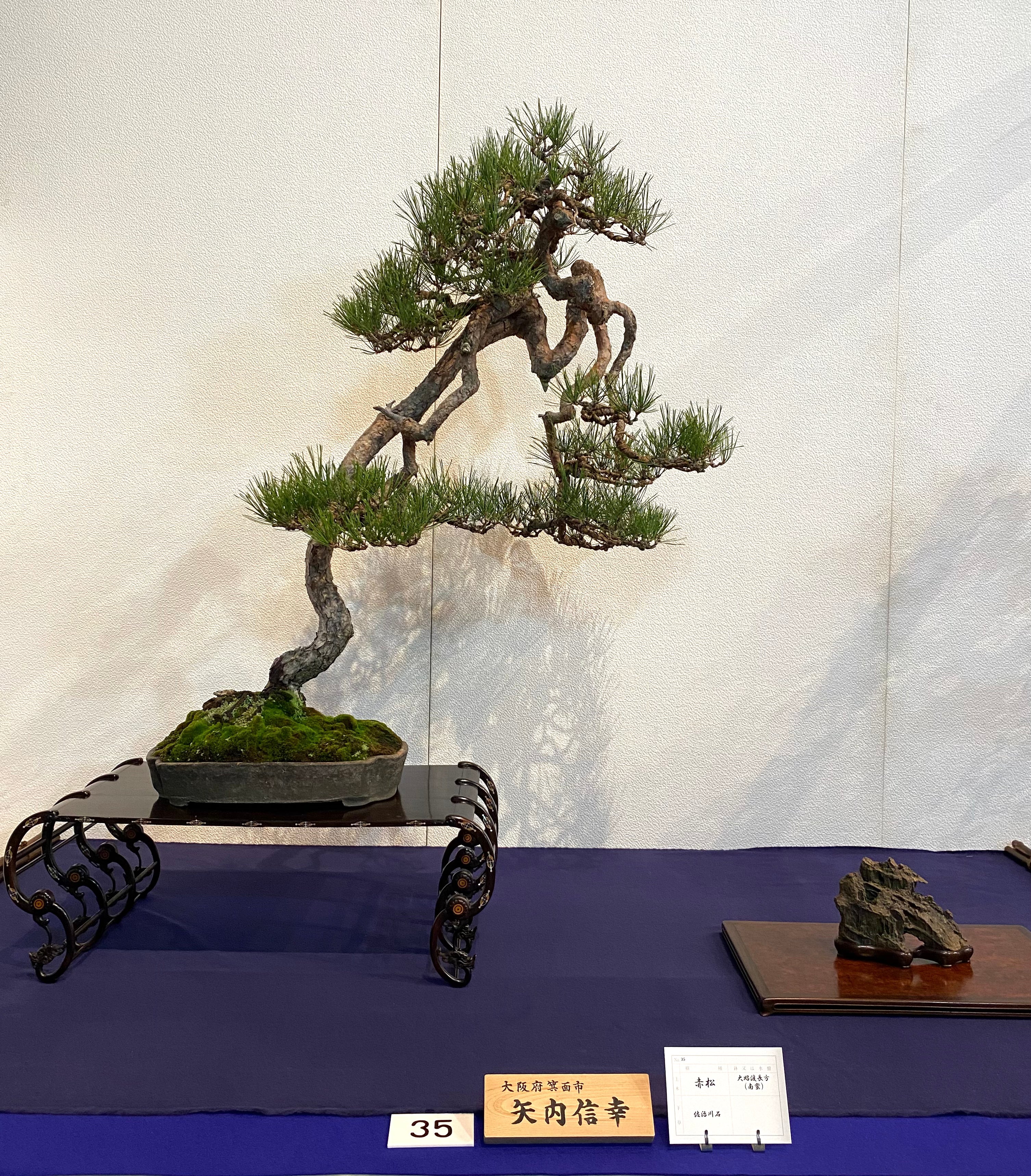 Red pine, 赤松, 97th Kokufu exhibition, bonsai exhibition, bonsai japan