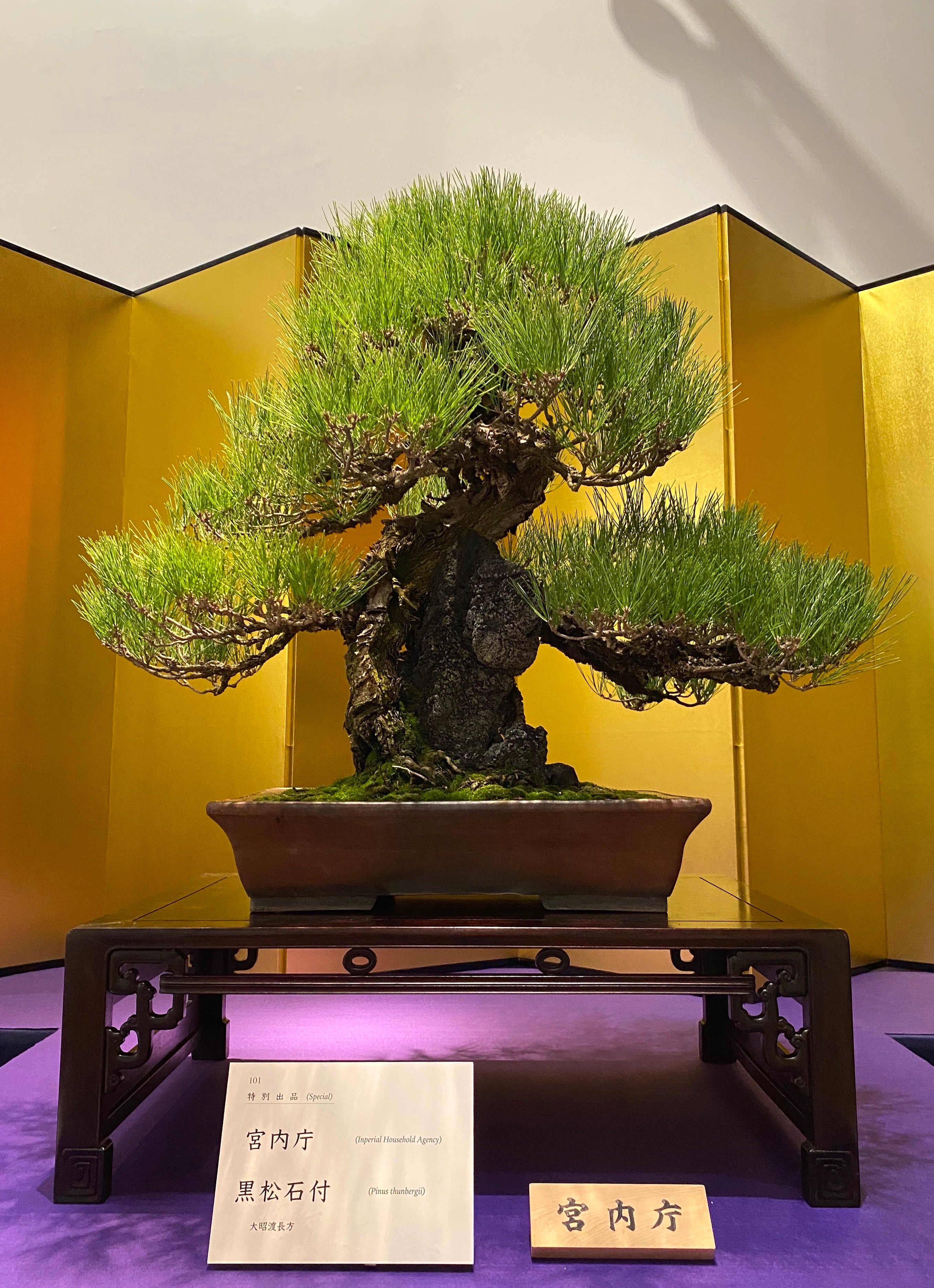 Imperial pine tree, 97th Kokufu exhibition, bonsai exhibition, bonsai japan