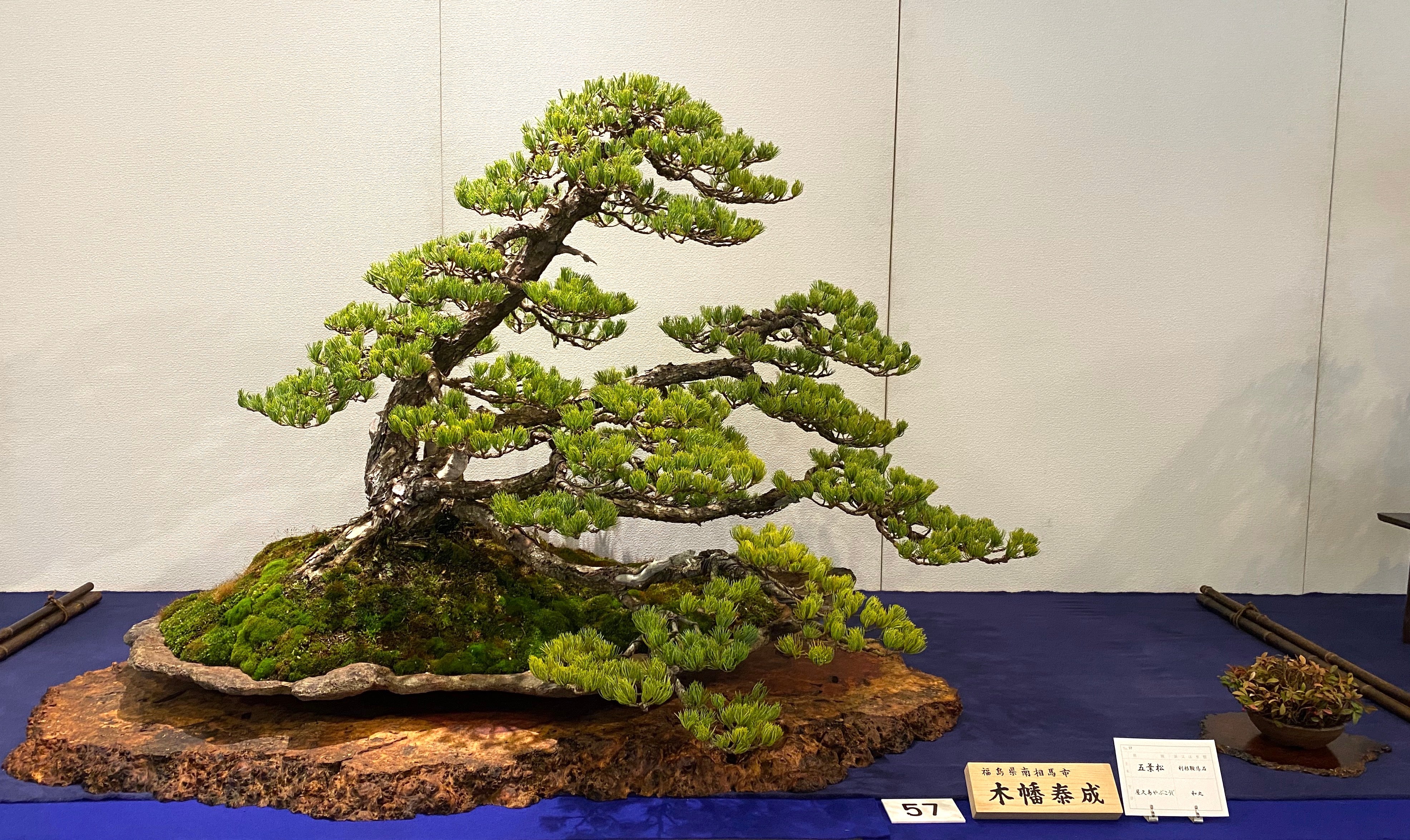 White Pine, 五葉松, 97th Kokufu exhibition, bonsai exhibition, bonsai japan