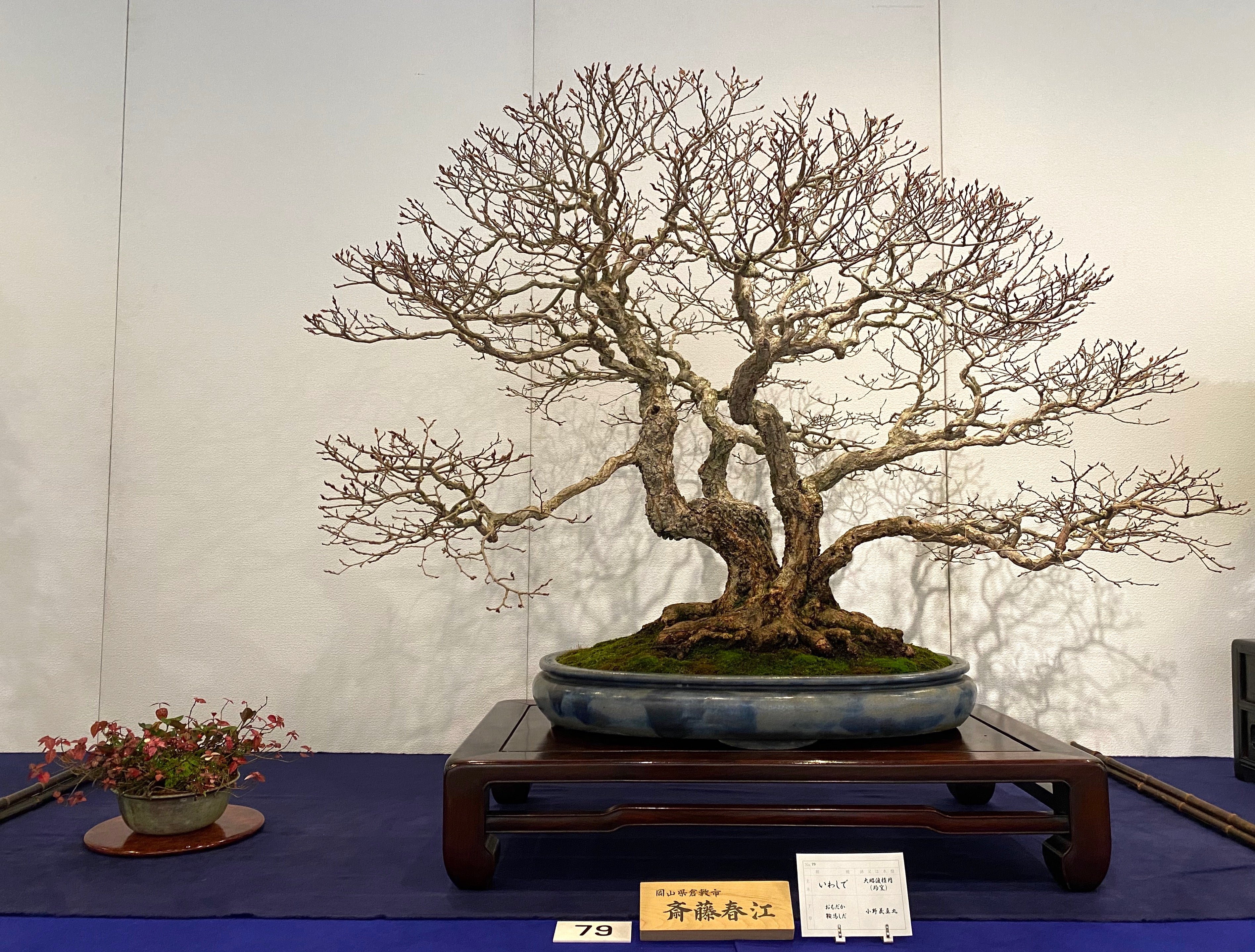 Iwashide, いわしで, 97th Kokufu exhibition, bonsai exhibition, bonsai japan