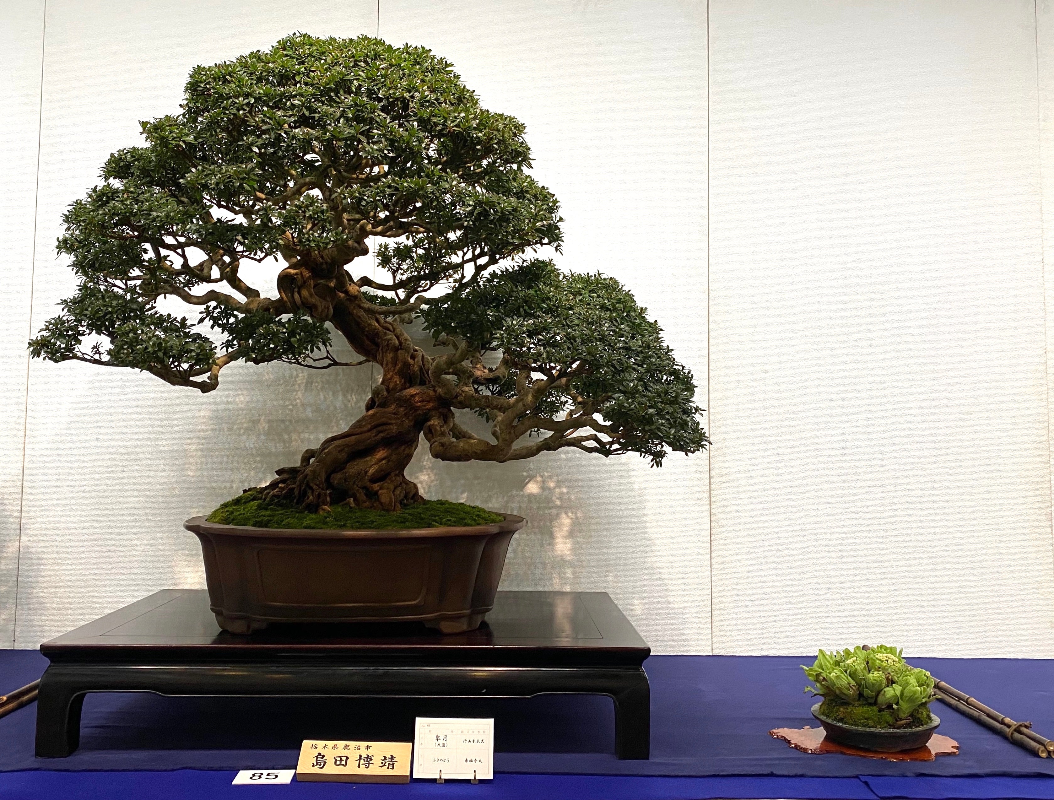 Azalea Tree, 皐月 大盃, 97ème exposition Kokufu, exposition de bonsaïs, bonsaïs du Japon