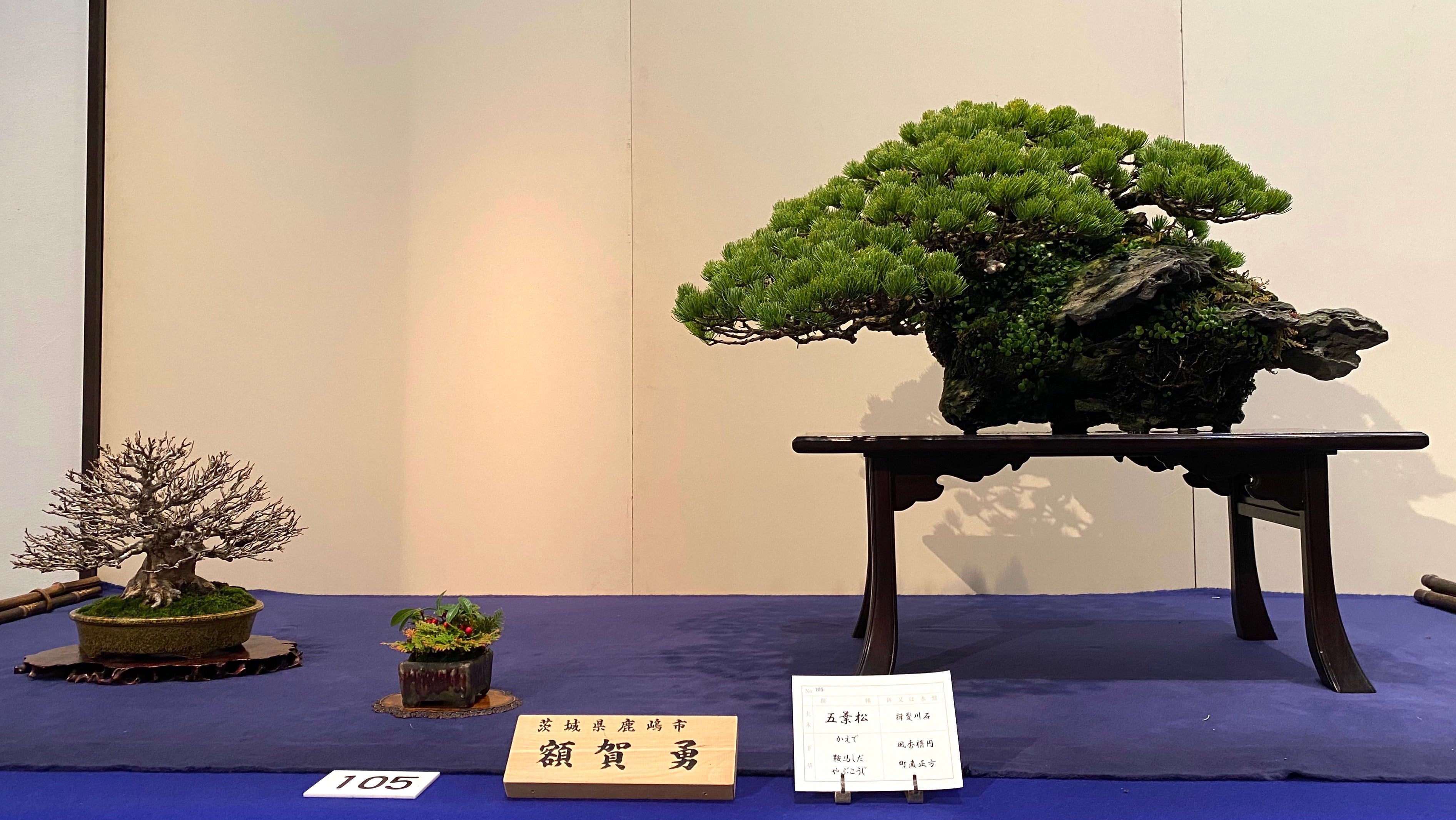Pin Blanc, 五葉松, 97ème exposition Kokufu, exposition bonsaï, bonsaï japon