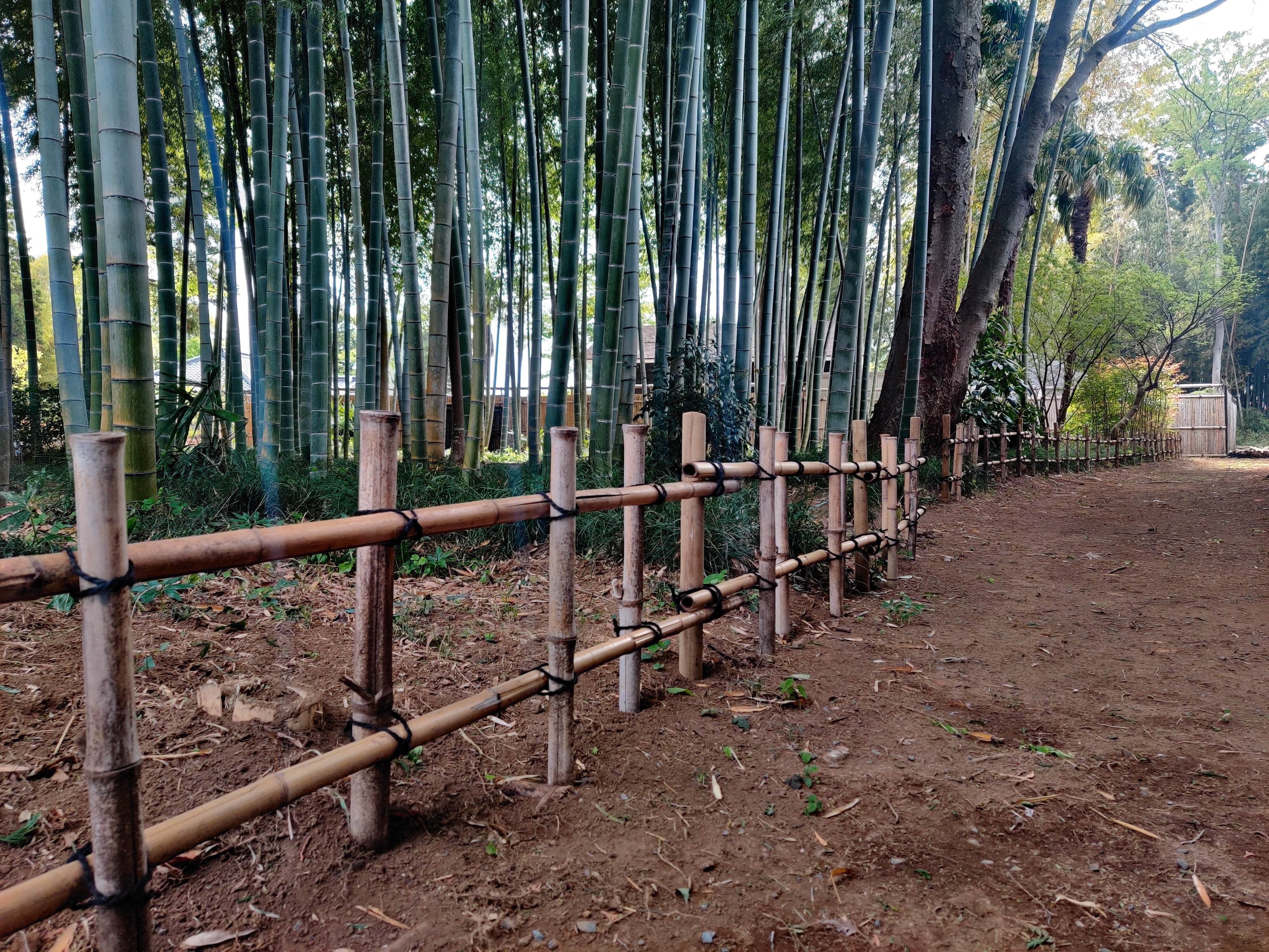 Bamboo in Japanese gardens, Takenoko, bamboo shots, bamboo fences, bamboo fencing, bamboo varieties,  bamboo fences, moso bamboo, dwarf bamboo, black bamboo, Tree House Bonsai