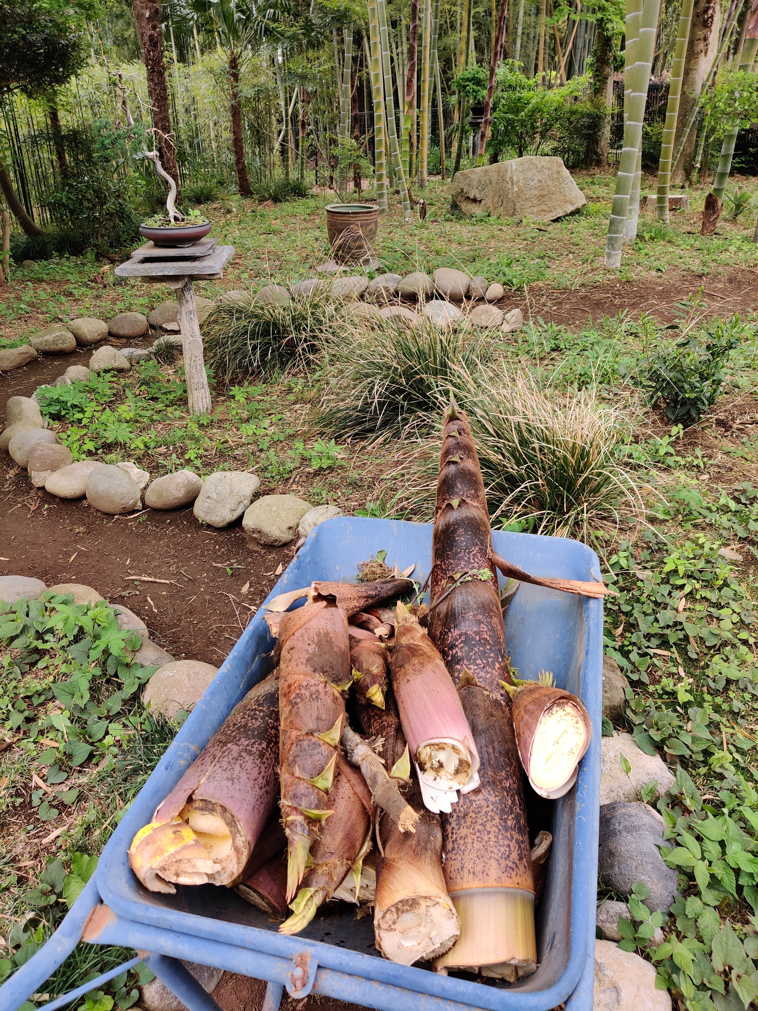 Bamboo in Japanese gardens, Takenoko, bamboo shots, bamboo shots cooking, bamboo varieties,  bamboo fences, moso bamboo, dwarf bamboo, black bamboo, Tree House Bonsai