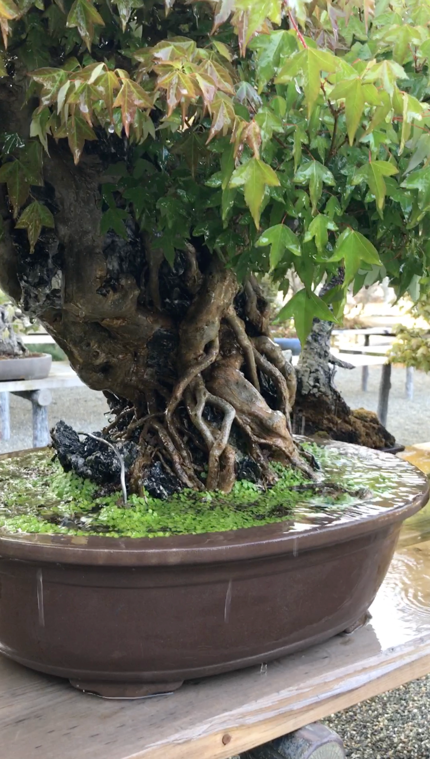 Bonsai watering techniques, bonsai watering beginner guide, how to water your bonsai, bonsai being watered, tree house bonsai, trident maple bonsai watering, kaede bonsai watering