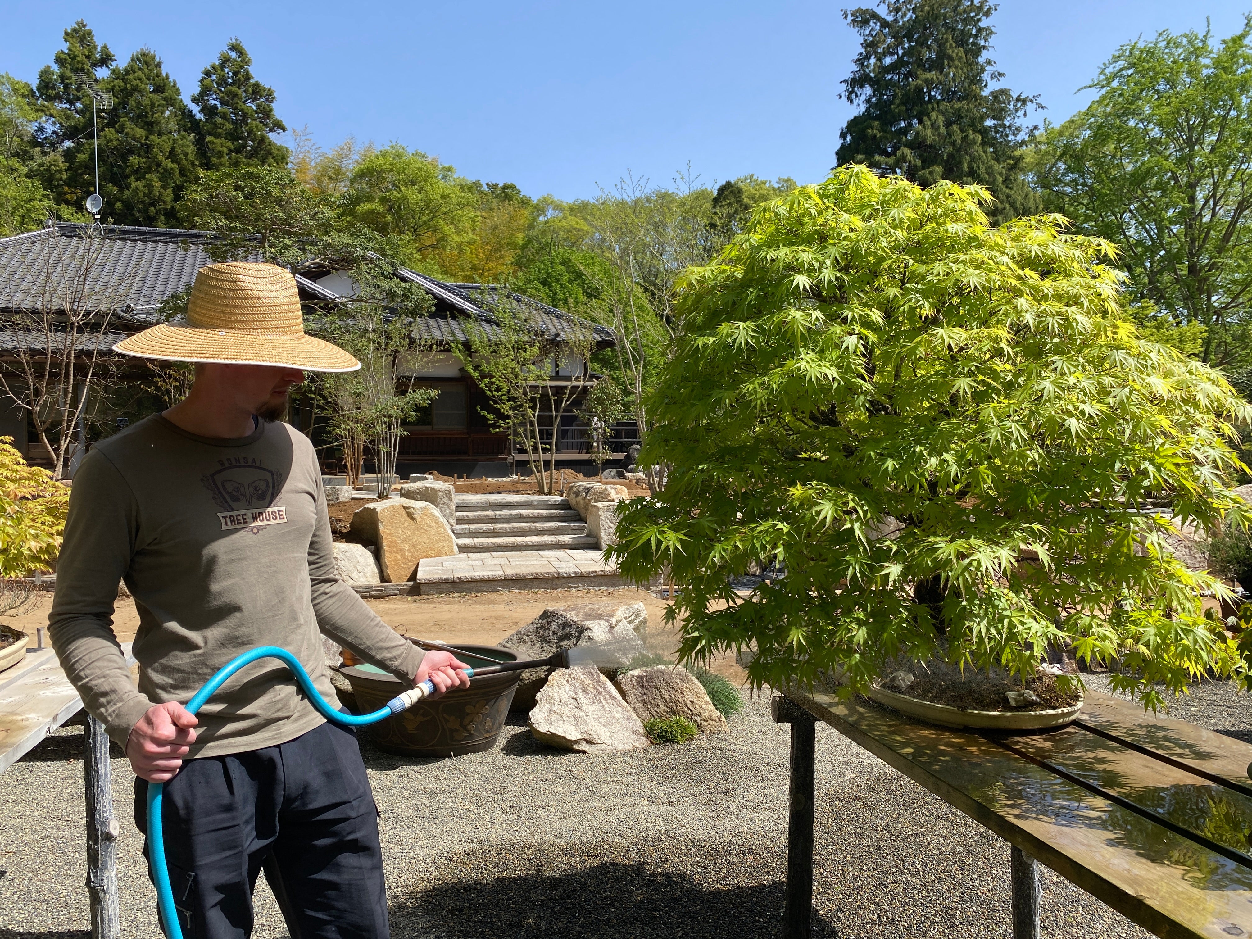 Bonsai watering techniques, bonsai watering beginner guide, how to water your bonsai, bonsai being watered, maple bonsai watering, tree house bonsai