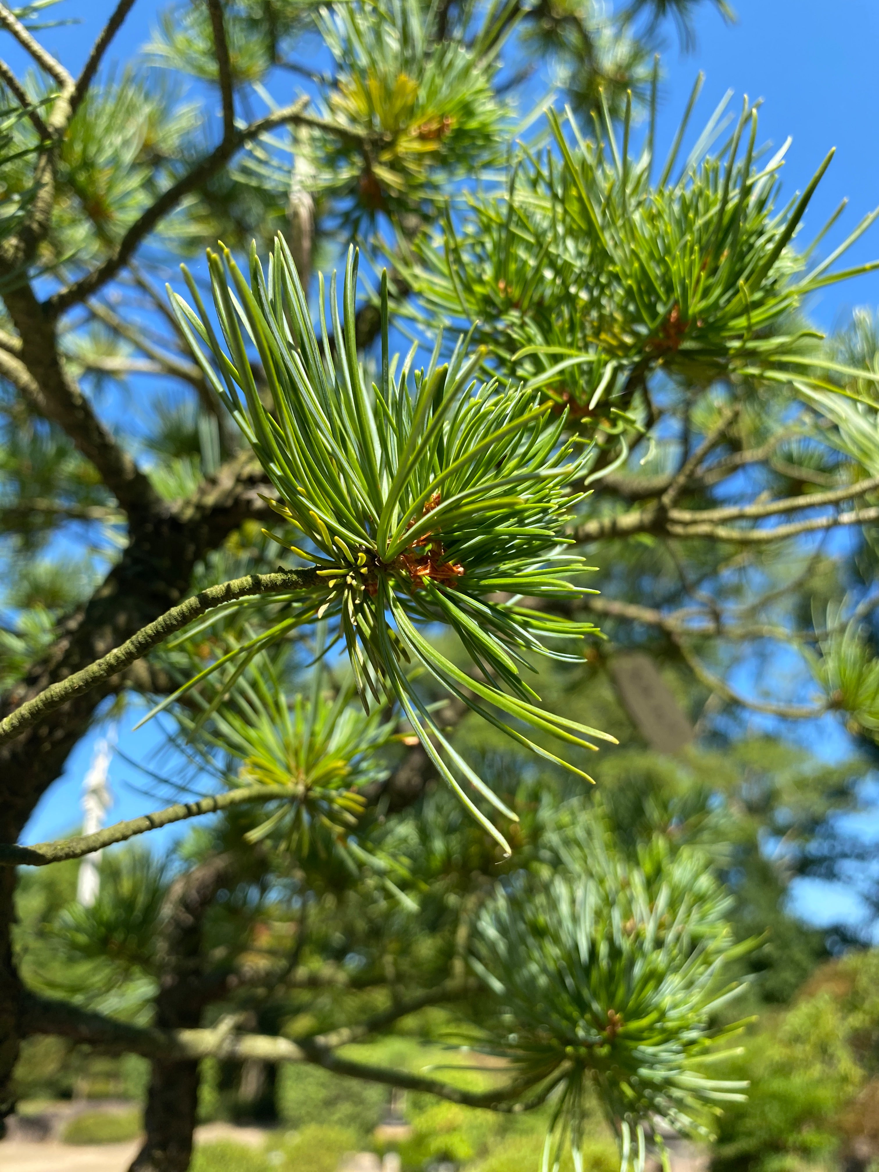 Pin blanc japonais, bonsaï de cabane dans les arbres