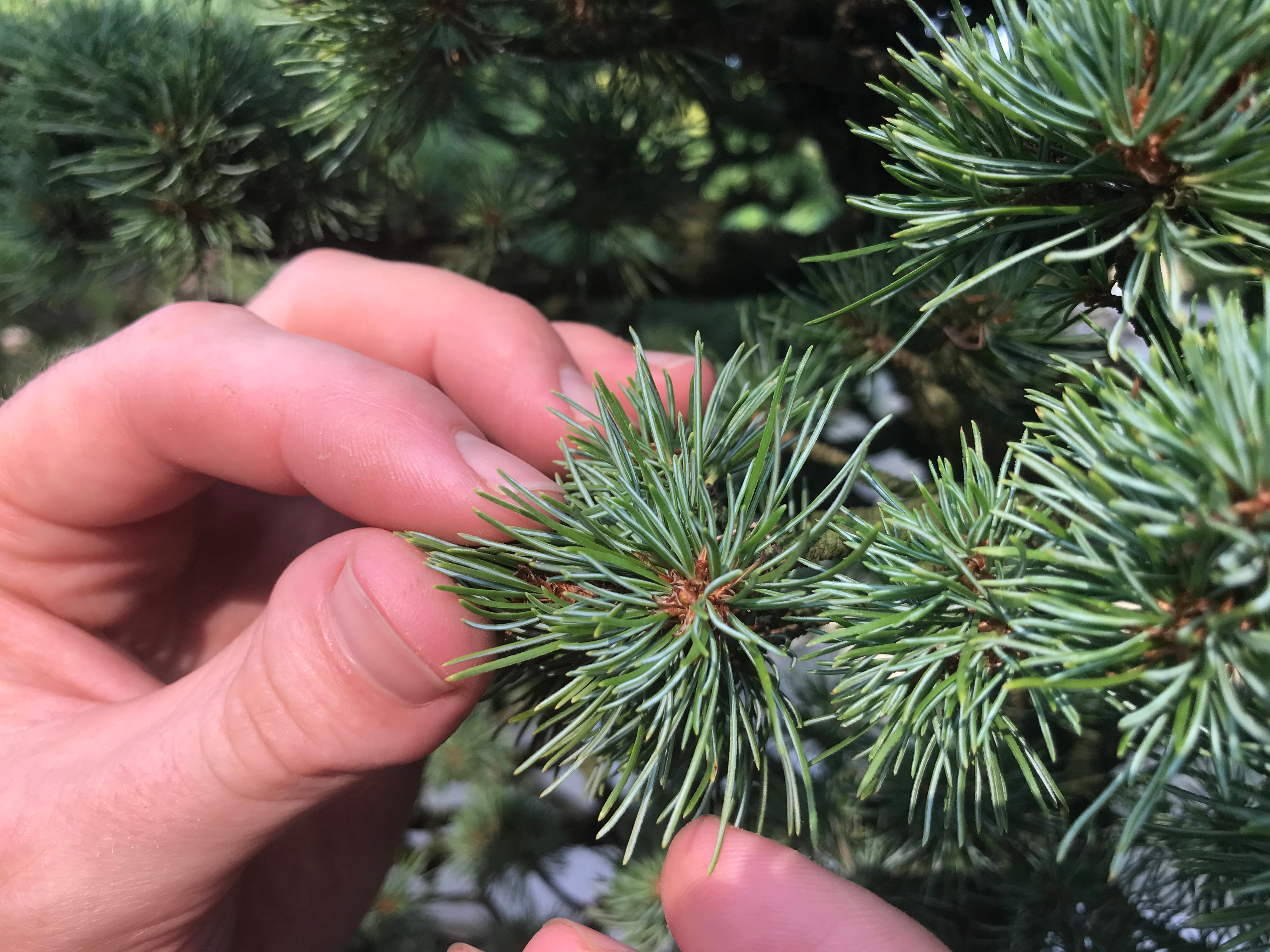 Japanese white pine needles, JWP bonsai needles, tree house bonsai