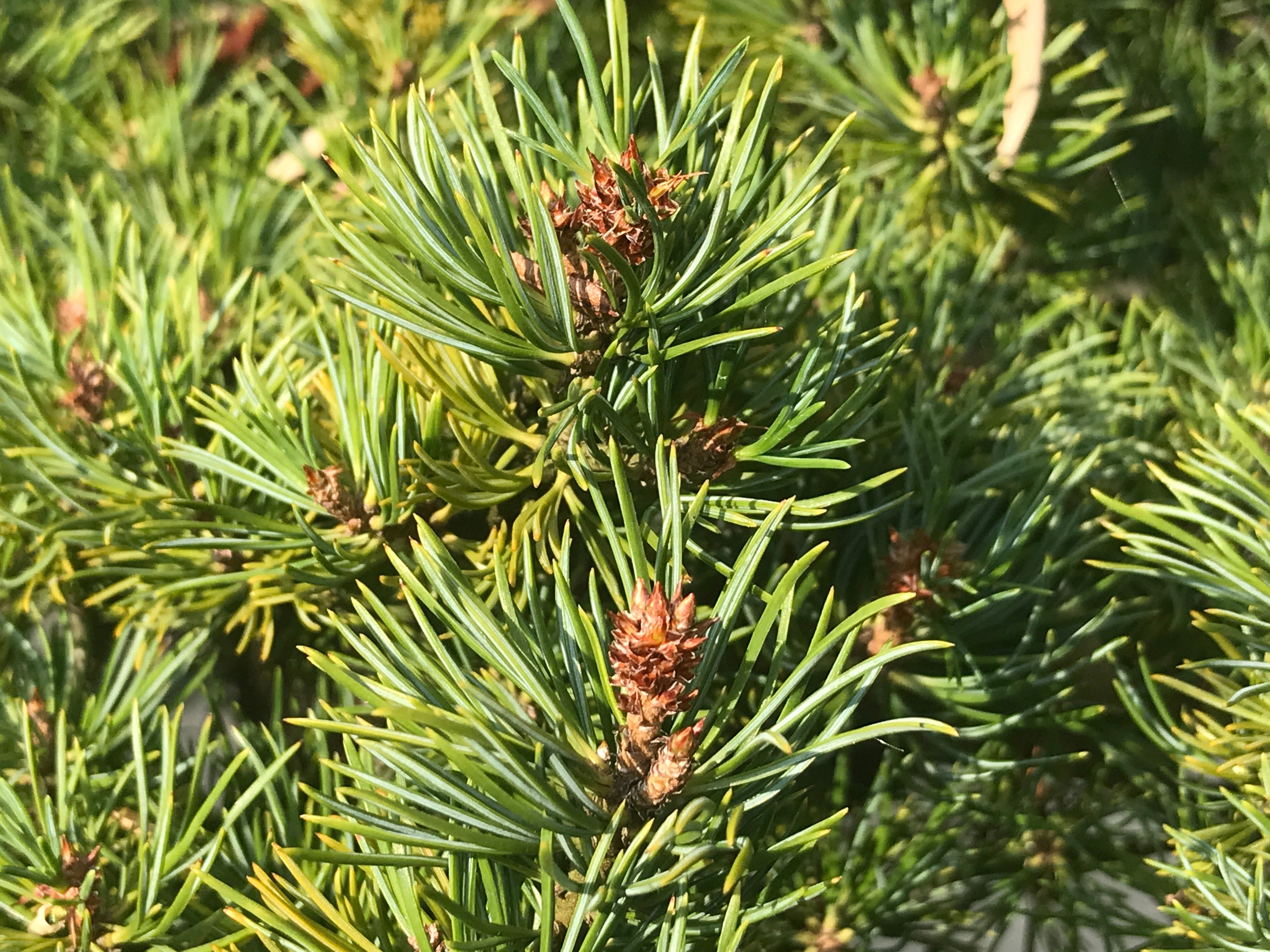 Aiguille de pin blanc japonais, JWP, bonsaï de cabane dans les arbres, soins du bonsaï de pin blanc japonais