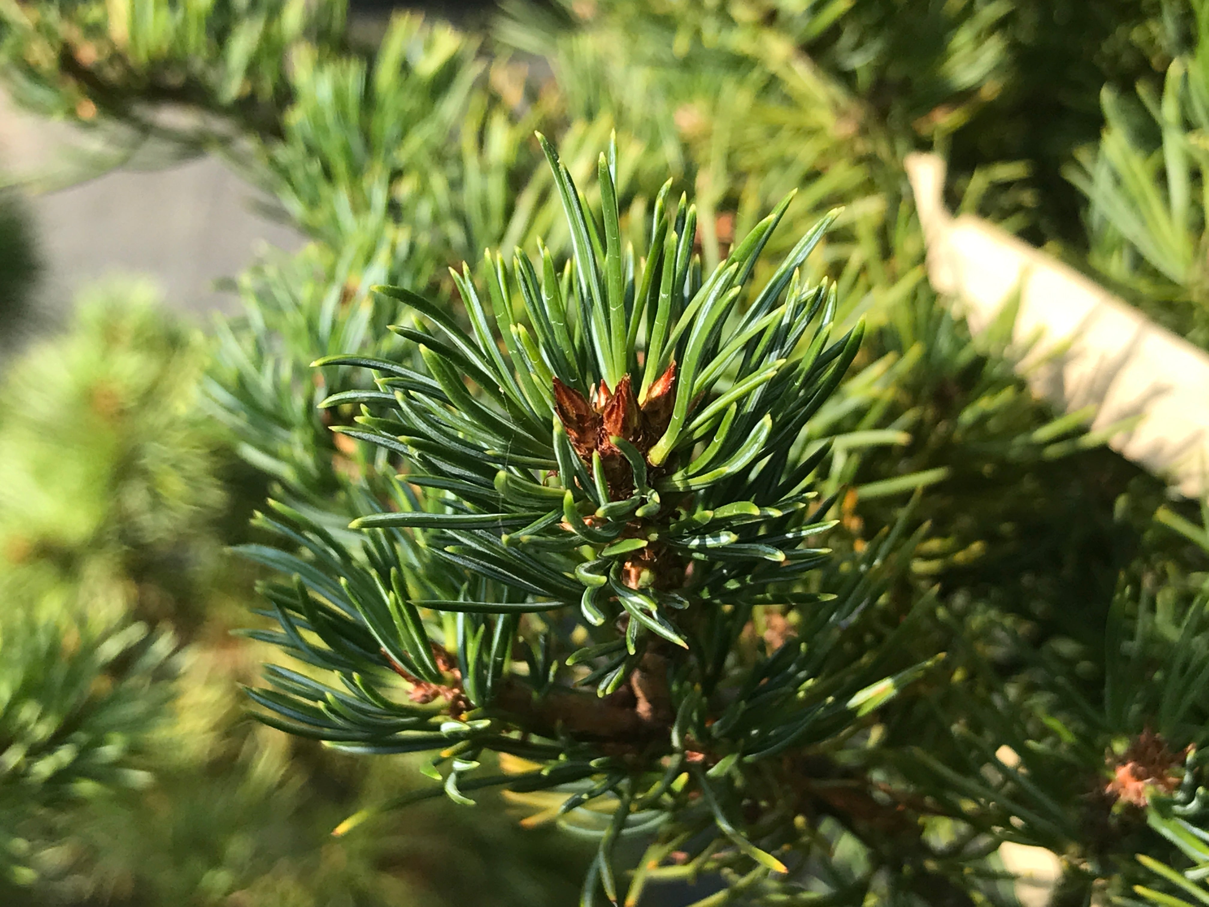 Japanese White pine needles, Japanese white pine bonsai care 