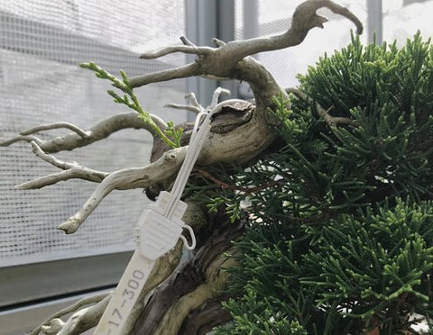 Règles d'exportation de bonsaï, règles d'importation de bonsaï, bonsaï de cabane dans les arbres, maison de quarantaine, bonsaï du Japon