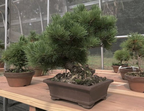 Règles d'exportation de bonsaï, règles d'importation de bonsaï, bonsaï de cabane dans les arbres, maison de quarantaine, bonsaï du Japon