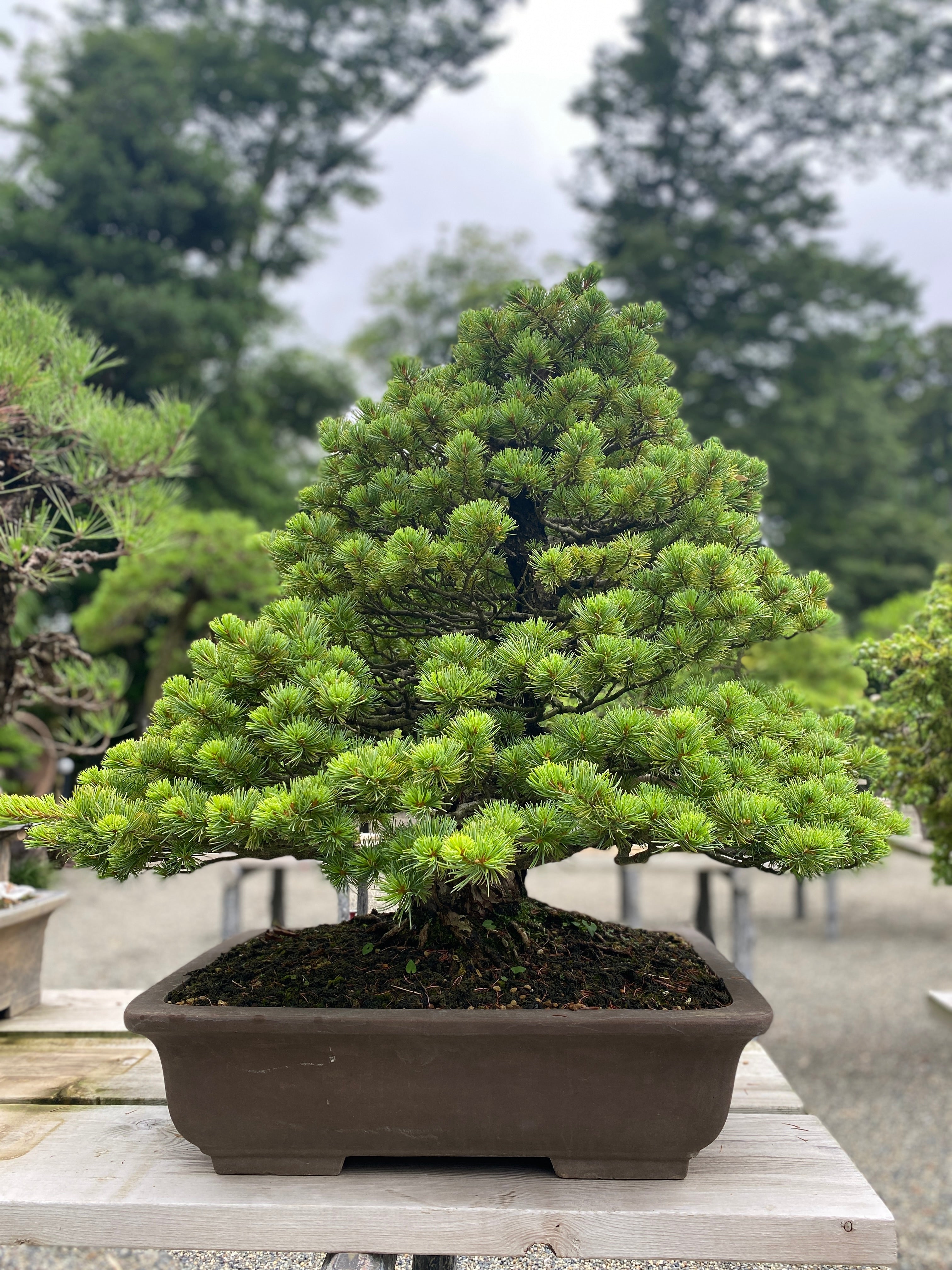 How To Grow and Care for Pine Tree Bonsai