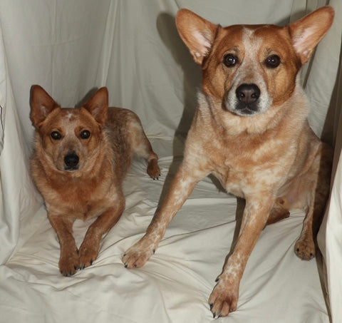 Our 2 Red Heelers (Althea Blue & Cooper Cameron)