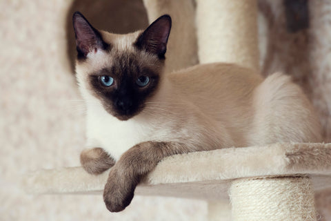 Siamese cat