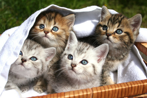 four kitten