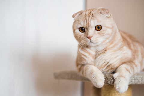 American Curl cat