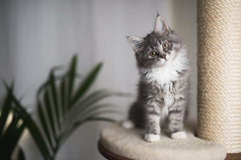 cute kitten sitting