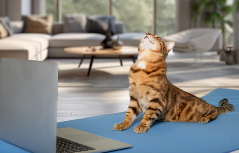 cat on a yoga mat