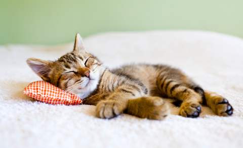 a little kitten sleeping on a pillow