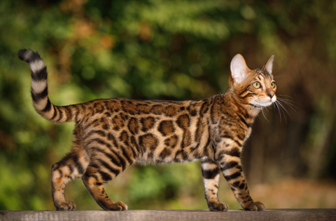 Bengal cat