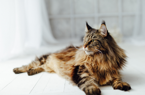 maine coon