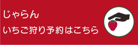 じゃらんで金子苺園のいちご狩りを予約する。