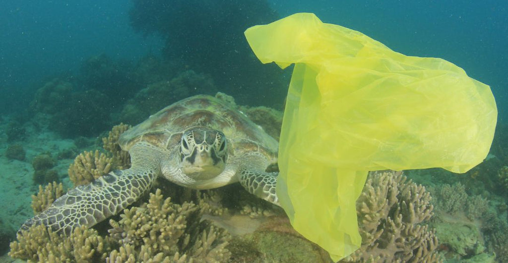 meerestiere verheddern sich im plastikmüll