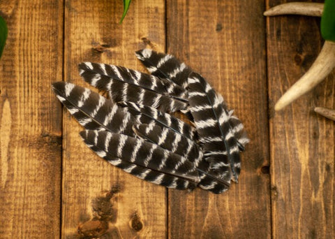 Barred Turkey Pointers Feathers - Natural