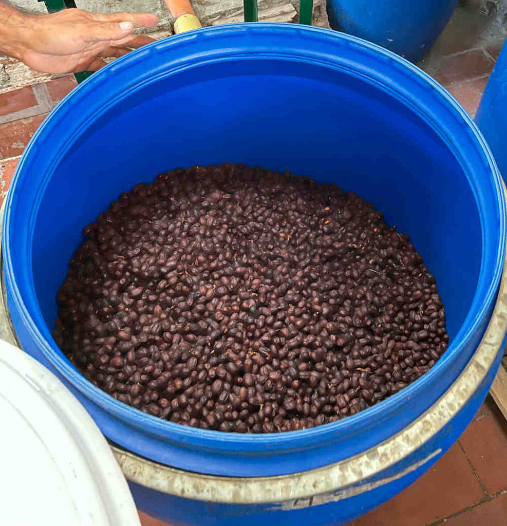 Kaffeefermentation und Kaffeeaufbereitung im Container unter Luftentzug