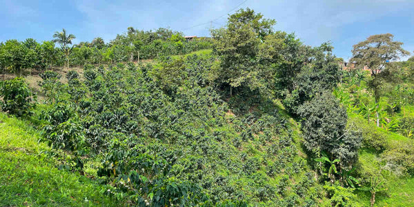 Die malerische La Chiquita Farm von Diego in Caldas, Kolumbien, mit den Kaffee-Varietäten Tabi und Geisha.