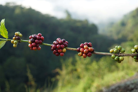 Coffee Cherries above the clouds